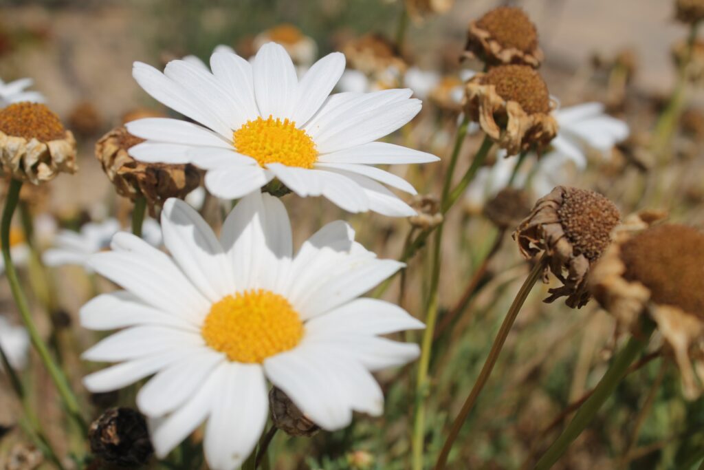 Two daisies in a field